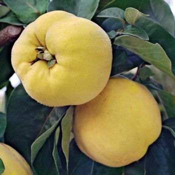 Pigwa Darunok Onuku