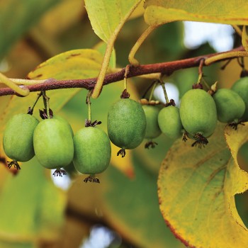 Kiwi Kokuwa