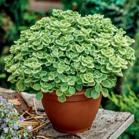 Oregano kubańskie