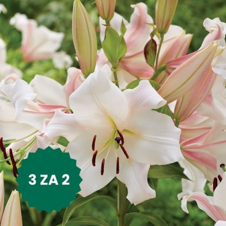 Zestaw 3 w cenie 2: Lilia drzewiasta Villa Blanca