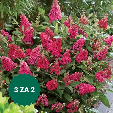 Zestaw 3 w cenie 2: Budleja Butterfly Candy Little Ruby®