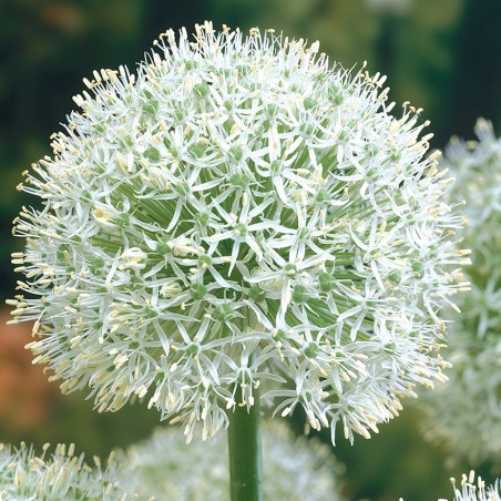 Czosnek  Mount Everest