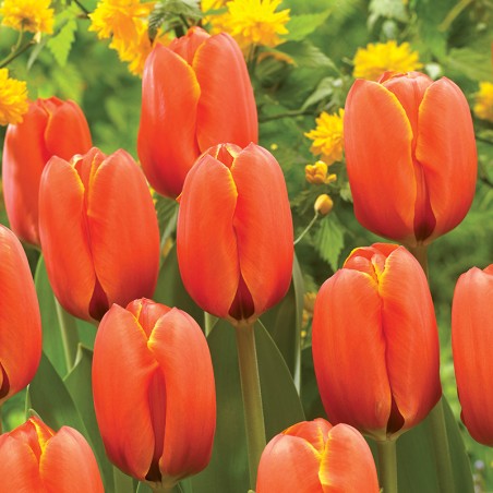 Tulipan Triple A®