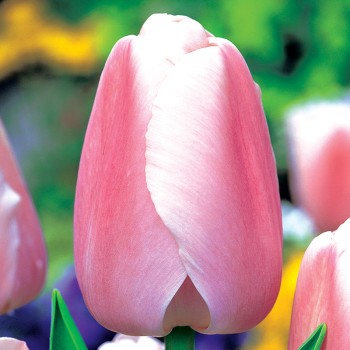 Tulipan Ollioules