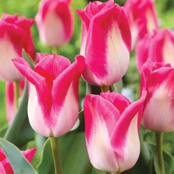 Tulipan Memphis