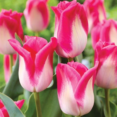 Tulipan Memphis
