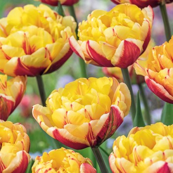 Tulipan pełny Givenchy