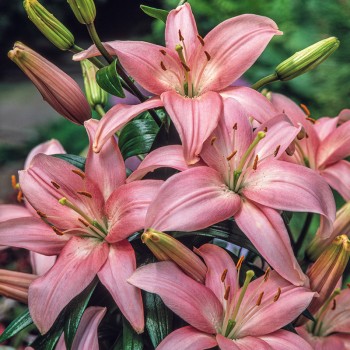 Tulipan pełny Givenchy