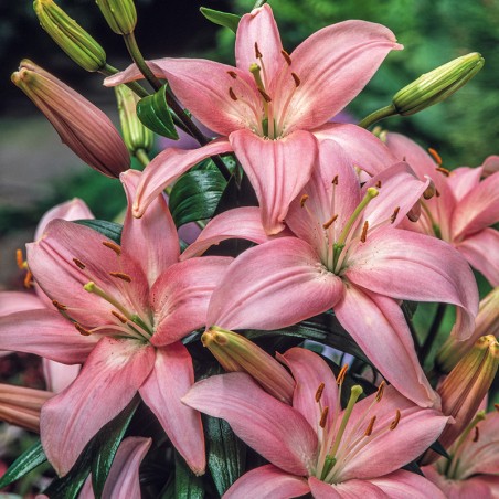 Tulipan pełny Givenchy