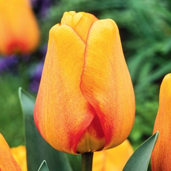 Tulipan Darwina Blushing Apeldoorn®