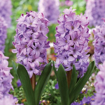 Hiacynt Purple Star