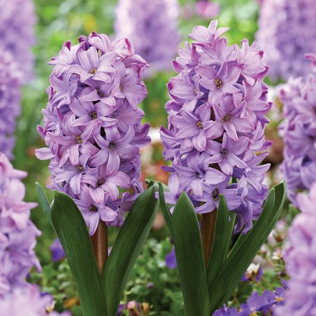 Hiacynt Purple Star