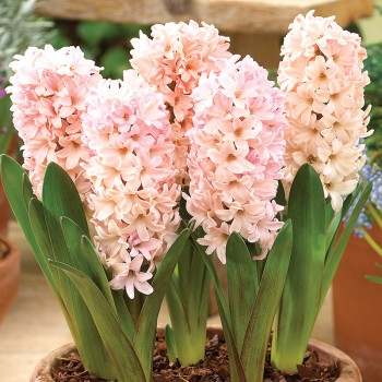 Hiacynt Apricot Passion