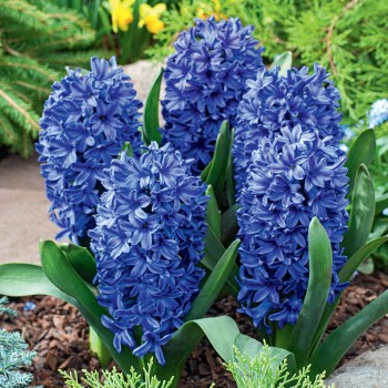 Hiacynt Blue Star