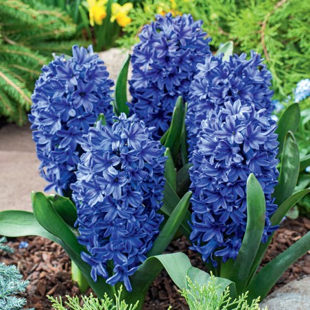 Hiacynt Blue Star