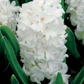 Hiacynt White Pearl