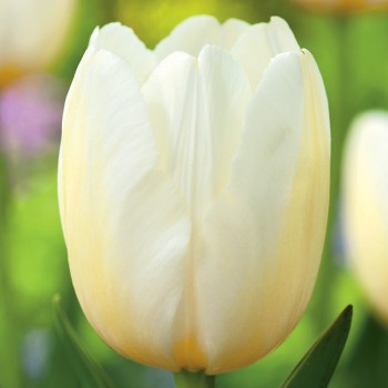 Tulipan Pays Bas