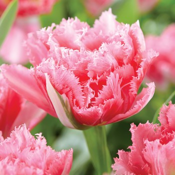 Tulipan pełny strzępiasty Crispion Sweet