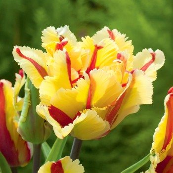 Tulipan papuzi Flaming Parrot