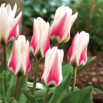 Tulipan Fosteriana Border Legend