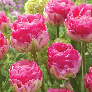 Tulipan lodowy Pinksize