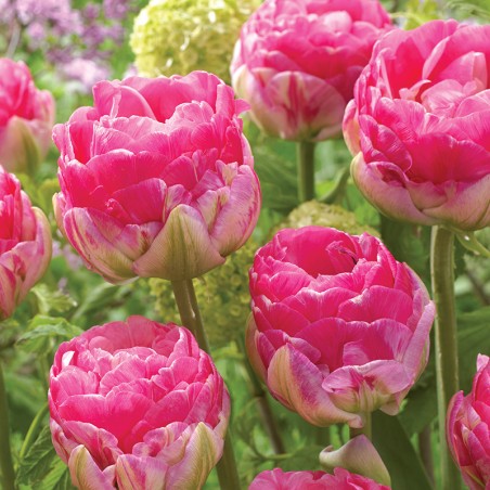 Tulipan lodowy Pinksize