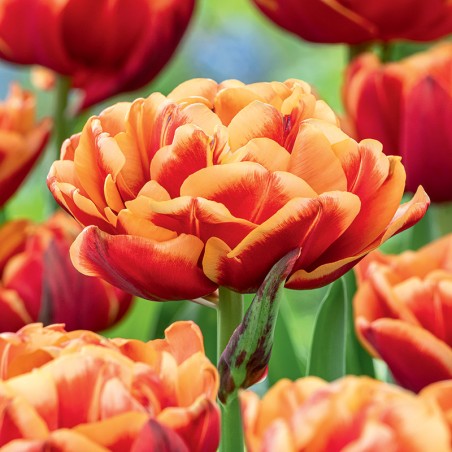 Tulipan pełny Congo