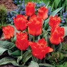 Tulipan Czerwony Kapturek