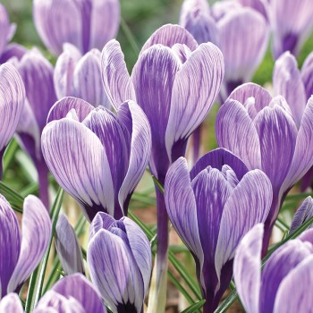 Krokus wiosenny King of the Striped
