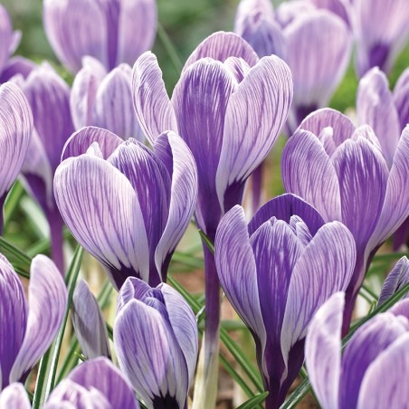 Krokus wiosenny King of the Striped
