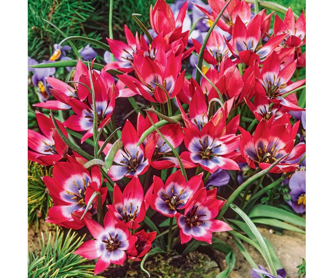 Tulipan botaniczny Little Beauty - zdjęcie