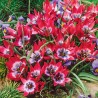 Tulipan botaniczny Little Beauty