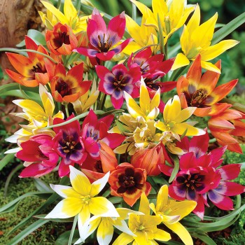 Mieszanka tulipanów botanicznych