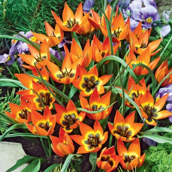 Tulipan botaniczny Little Princess
