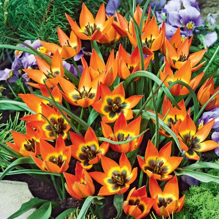 Tulipan botaniczny Little Princess