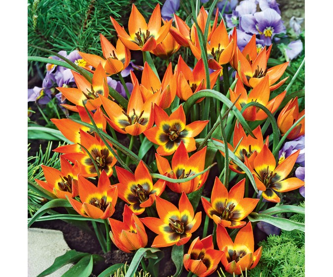Tulipan botaniczny Little Princess - zdjęcie