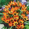 Tulipan botaniczny Little Princess