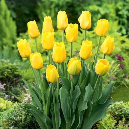 Tulipan Conqueror®