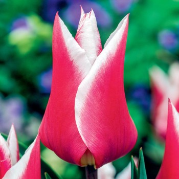 Tulipan liliokształtny Claudia