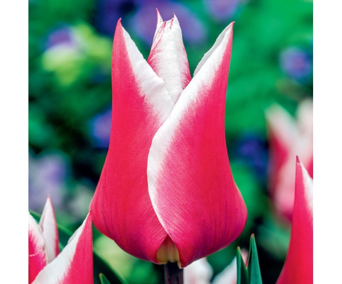 Tulipan liliokształtny Claudia - zdjęcie