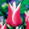 Tulipan liliokształtny Claudia