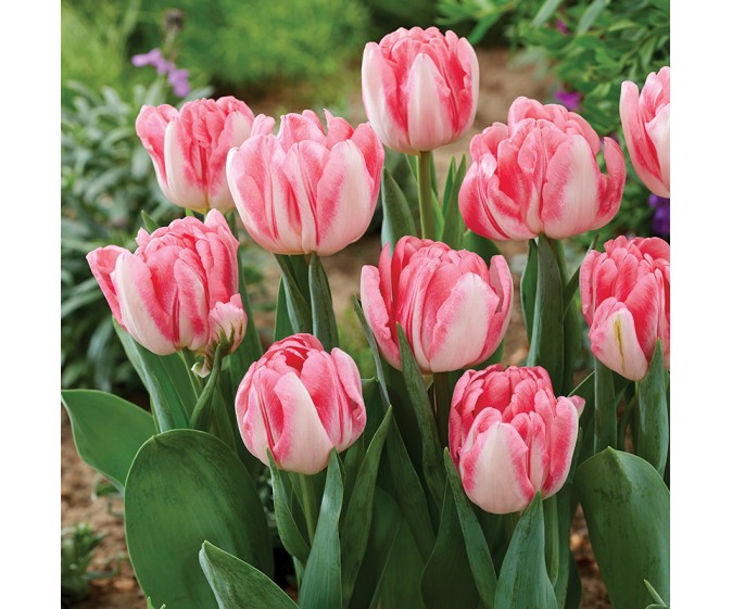 Tulipan pełny Foxtrot® - zdjęcie