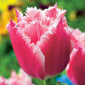 Tulipan strzępiasty Bell Song®