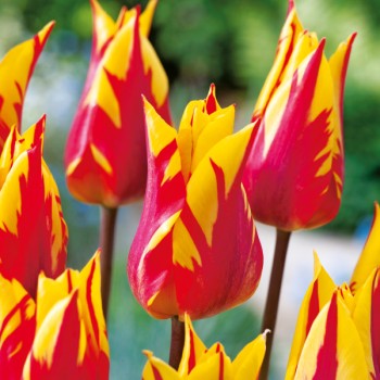 Tulipan liliokształtny Firework