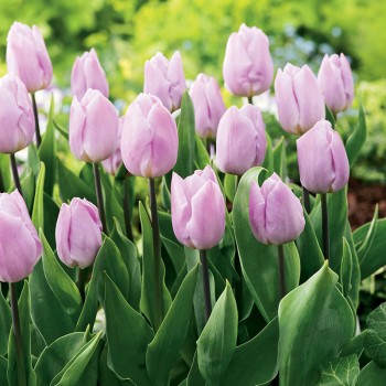 Tulipan Candy Prince®
