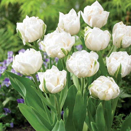 Tulipan pełny Mount Tacoma
