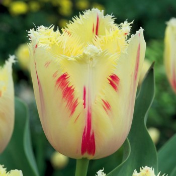 Tulipan strzępiasty Carrousel