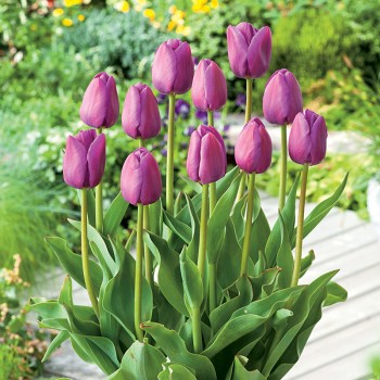 Tulipan Baby Blue