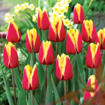 Tulipan Jan Seignette