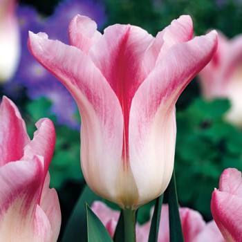 Tulipan liliokształtny Holland Chic®